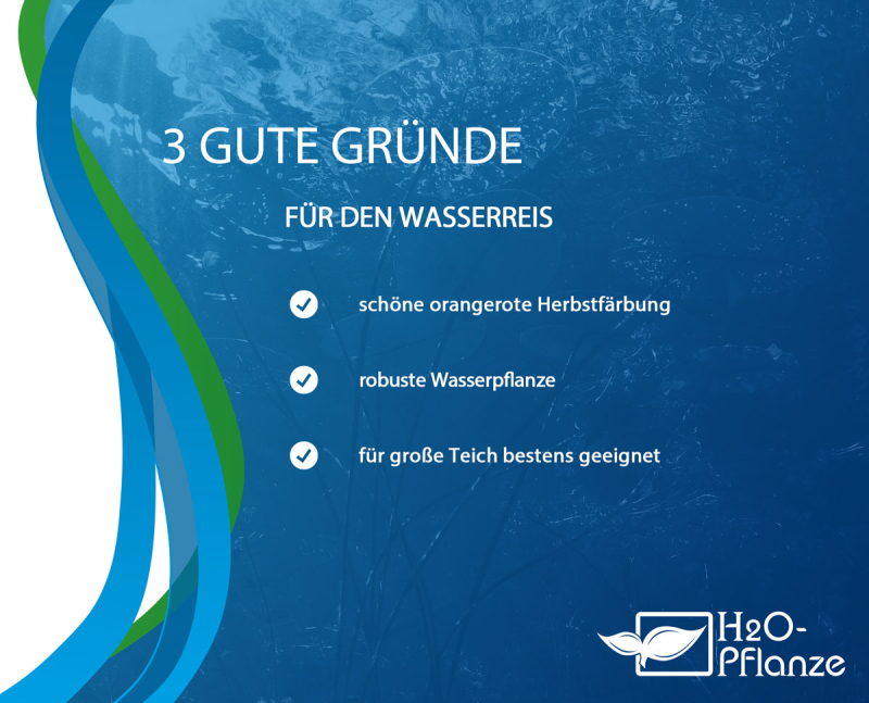 Gründe Zizania aquatica Wasserreis